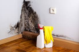 Why You Should Choose Our Mold Remediation Services in Valley Center, CA